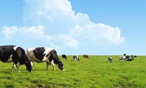 A CNA reforça denúncia de dumping e critica a decisão do MDIC, enquanto importações avançam e pressionam produtores brasileiros ⚠️