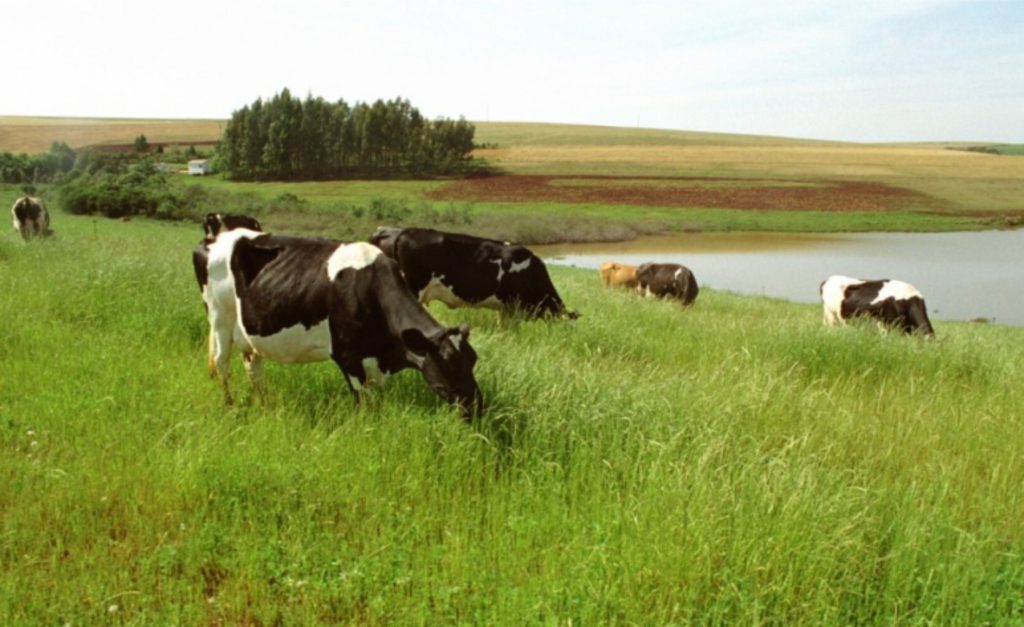 Produtores debatem desafios e agenda conjunta para o leite 📊