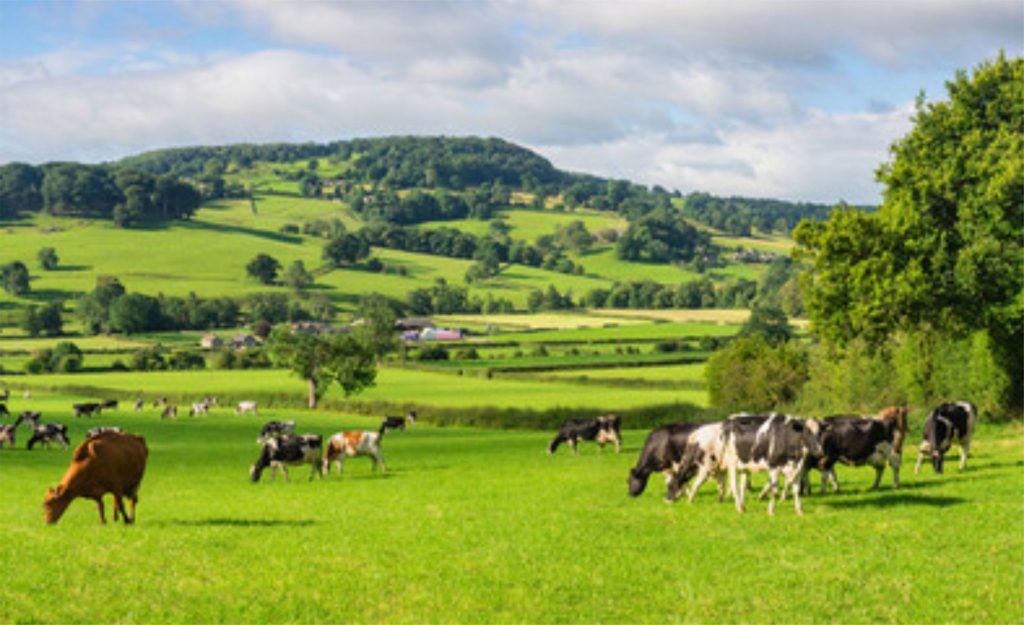 Entre avanços produtivos e concorrência externa, o setor lácteo busca eficiência e sustentabilidade para manter rentabilidade 📊