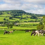 Setor lácteo mira 2026 com crescimento, inovação e pressão externa 🥛 2 Entre avanços produtivos e concorrência externa, o setor lácteo busca eficiência e sustentabilidade para manter rentabilidade 📊