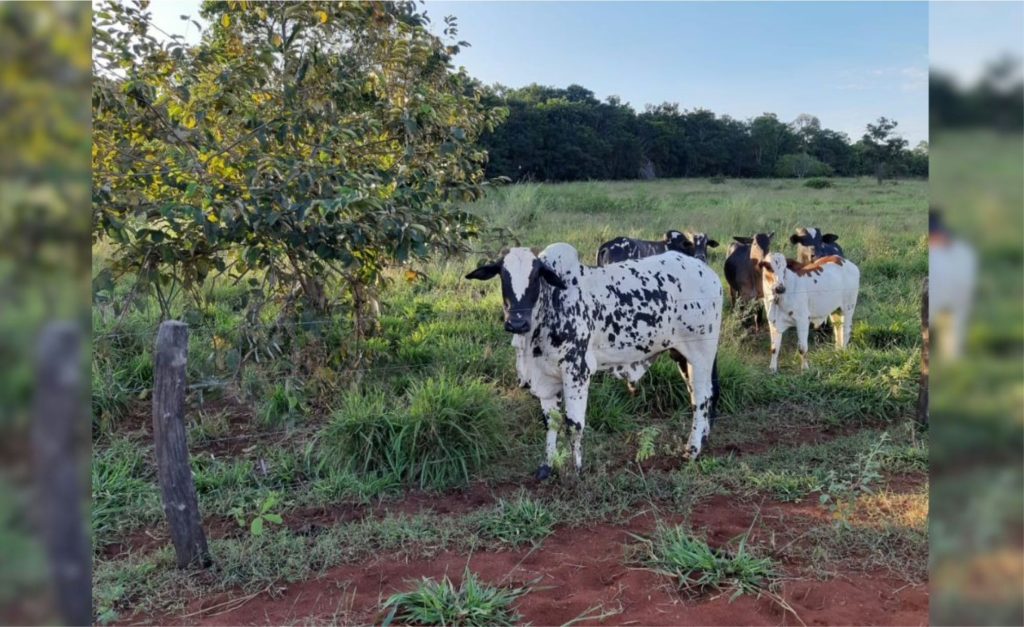 🐄 Produção de leite e gado de corte faz da pecuária em Uberlândia um eixo econômico regional estratégico.