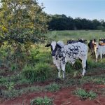 🐄 Produção de leite e gado de corte faz da pecuária em Uberlândia um eixo econômico regional estratégico.