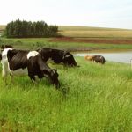 Produtores debatem desafios e agenda conjunta para o leite 📊