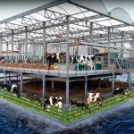 ⚓ Em Roterdã, fazenda flutuante leva vacas ao porto e desafia modelos tradicionais de produção de leite.