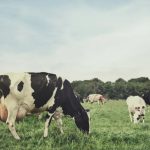 Leite orgânico atrai consumidores, mas enfrenta alto custo 🧭