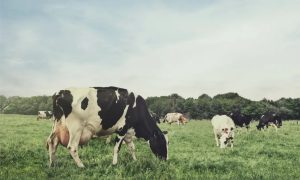 Leite orgânico atrai consumidores, mas enfrenta alto custo 🧭