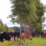 🌱 Em resposta ao clima, a Embrapa propõe protocolos para acelerar o leite de baixo carbono no país.
