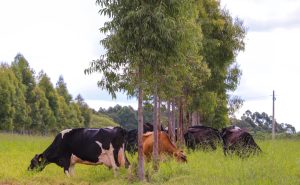 🌱 Em resposta ao clima, a Embrapa propõe protocolos para acelerar o leite de baixo carbono no país.