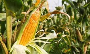 🌱 Com produtividade recorde no milho, leite acima da média nacional e exportações fortes, Sergipe mostra que tamanho não define liderança no agro.