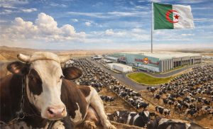 Com apoio da Baladna, a maior fazenda de leite do mundo promete redefinir escala, tecnologia e segurança alimentar 🐄