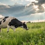 📊 Com preços em queda e custos ainda relevantes, o setor lácteo entra em 2026 focado em eficiência e gestão.