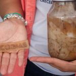 Do lixo ao valor: resíduos de queijo geram bioplástico 🇲🇽 1 ♻️ Universidade mexicana aposta em resíduos de queijo para criar alternativa ao plástico