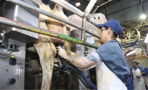 Mesmo com o leite desvalorizado, produção familiar cresce no Paraná 🚜