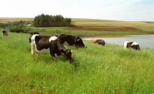 Produtores debatem desafios e agenda conjunta para o leite 📊