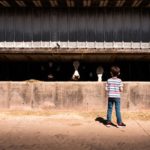 Mercado instável pressiona leite de Iowa às portas de 2026 💼 1 📌 Mercado incerto leva fazendas de Iowa a repensar custos e estratégias.