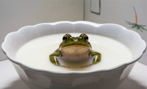 O mundo dos laticínios está cheio de histórias improváveis, mas poucas são tão deliciosamente estranhas quanto esta. Sapo