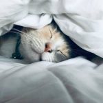 Leite ordenhado à noite: o ‘elixir do sono’ que as vacas escondiam 🌙🐄 1 Noite. Talvez você não precise de meditação guiada, luz âmbar ou óleos essenciais para adormecer.