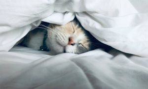 Noite. Talvez você não precise de meditação guiada, luz âmbar ou óleos essenciais para adormecer.