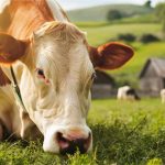 E convenhamos: é muito mais simpático chamar uma vaca de “Bela” do que de “Vaca 142”.