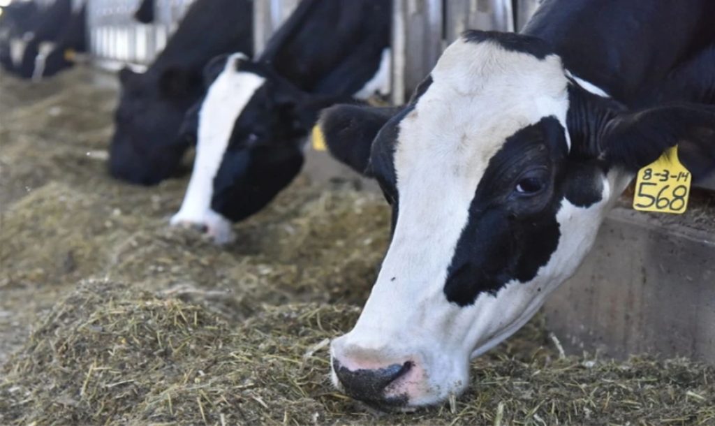 📌 Enquanto preços lácteos desabam, manteiga e queijos americanos ganham espaço no comércio global com altas superiores a 120%.