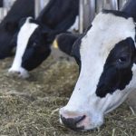 Preços lácteos caem nos EUA enquanto exportações premium disparam 🚀 1 📌 Enquanto preços lácteos desabam, manteiga e queijos americanos ganham espaço no comércio global com altas superiores a 120%.