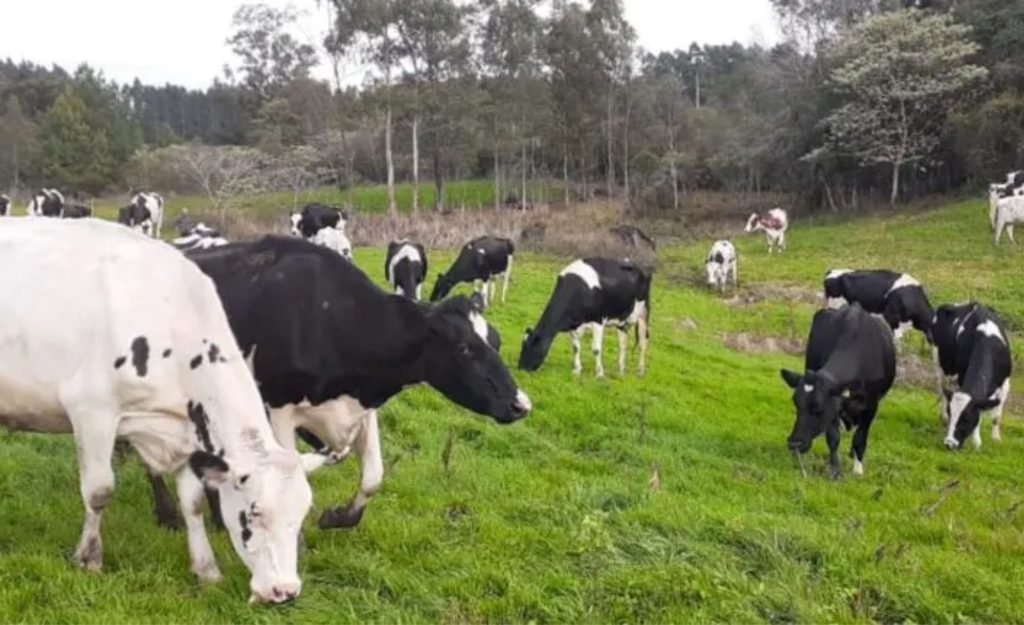 📊 Entidade inclui importações, produção e estrutura de mercado em diagnóstico apresentado pelo presidente Marcos Tang para 2025.