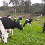 Balanço 2025: Gadolando cita importações e remuneração do leite 🧭 1 📊 Entidade inclui importações, produção e estrutura de mercado em diagnóstico apresentado pelo presidente Marcos Tang para 2025.