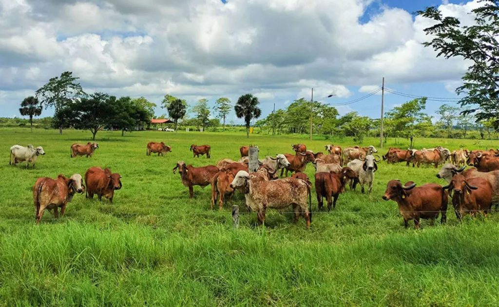 🐄 Cooperação em genômica abre mercado, fortalece inovação e cria bases para programas avançados de melhoramento zebuíno.