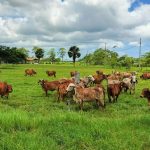 Genômica impulsiona acordo Brasil–Índia para o leite 🧬 2 🐄 Cooperação em genômica abre mercado, fortalece inovação e cria bases para programas avançados de melhoramento zebuíno.