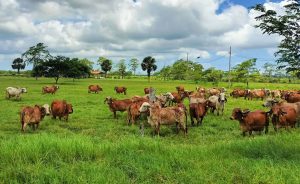 🐄 Cooperação em genômica abre mercado, fortalece inovação e cria bases para programas avançados de melhoramento zebuíno.