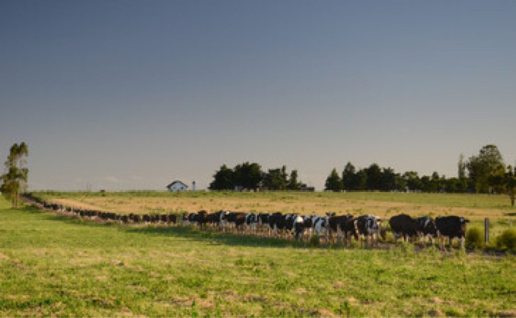 A rentabilidade do leite 🐄 cresceu 38% no último exercício e reforça o protagonismo do setor dentro do agro uruguaio, de acordo com a Fucrea.