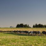 Rentabilidade 🥛: Leite volta ao topo e lidera o agro uruguaio em 2024/25 2 A rentabilidade do leite 🐄 cresceu 38% no último exercício e reforça o protagonismo do setor dentro do agro uruguaio, de acordo com a Fucrea.