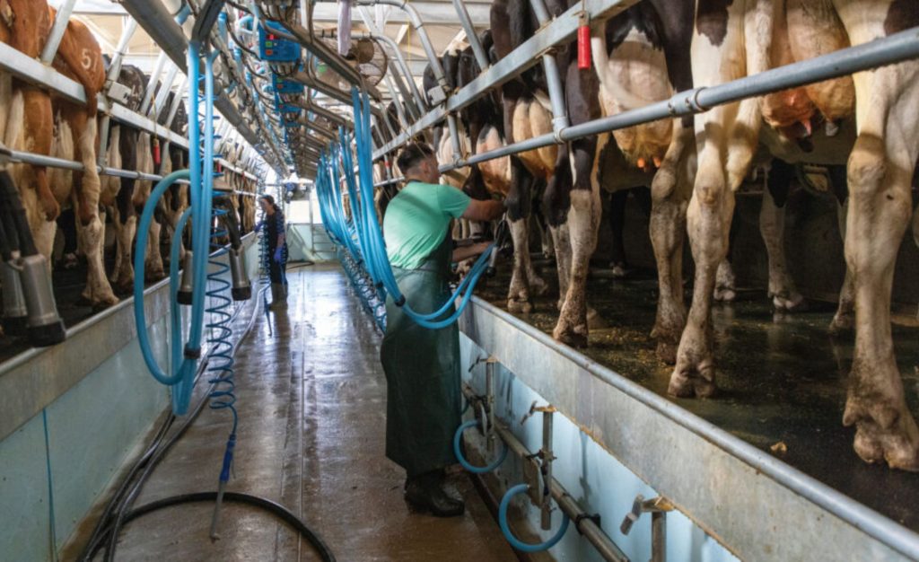 A força produtiva do leite americano cria um teto para preços globais e acende alerta no setor exportador. ⚠️
