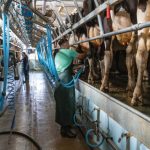 EUA ampliam oferta de leite e elevam tensão nos preços internacionais 🥛 2 A força produtiva do leite americano cria um teto para preços globais e acende alerta no setor exportador. ⚠️