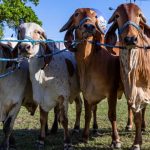 🥛 Com leite em forte expansão, o Ceará registrou desempenho acima da média em bovinos, suínos e frangos.