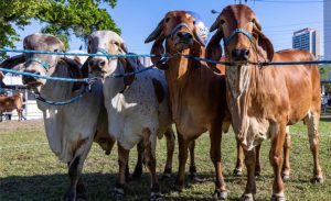 🥛 Com leite em forte expansão, o Ceará registrou desempenho acima da média em bovinos, suínos e frangos.
