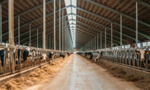 ⚠️ A retração dos preços do leite ganha força em novembro, com derivados em baixa, spot negativo em Minas e projeções de recuo expressivo no Sul.