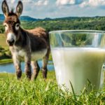 Leite de jumenta: mercado global, preço europeu e chance local 💶 2 🧴 Funcional, hipoalergênico e valorizado na Europa, o leite de jumenta pode abrir uma nova fronteira de renda no campo brasileiro.