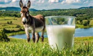 🧴 Funcional, hipoalergênico e valorizado na Europa, o leite de jumenta pode abrir uma nova fronteira de renda no campo brasileiro.