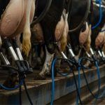 Setor reage às importações de leite e pede bloqueio para sobreviver ⚠️ 2 Presidente da Gadolando diz que paixão não paga contas e cobra reação às importações de leite 📉