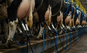 Presidente da Gadolando diz que paixão não paga contas e cobra reação às importações de leite 📉