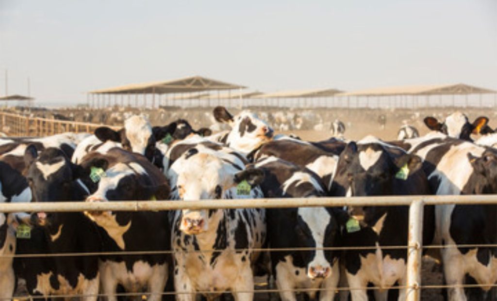 A expansão do sistema digital fortalece produtores, melhora a logística e conecta o setor lácteo da Indonésia ao desenvolvimento sustentável🌱