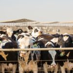 A expansão do sistema digital fortalece produtores, melhora a logística e conecta o setor lácteo da Indonésia ao desenvolvimento sustentável🌱