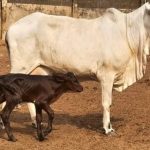 A chegada da bezerra Girolando sinaliza avanço produtivo, tecnológico e econômico na Nigéria 🇳🇬