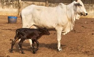A chegada da bezerra Girolando sinaliza avanço produtivo, tecnológico e econômico na Nigéria 🇳🇬