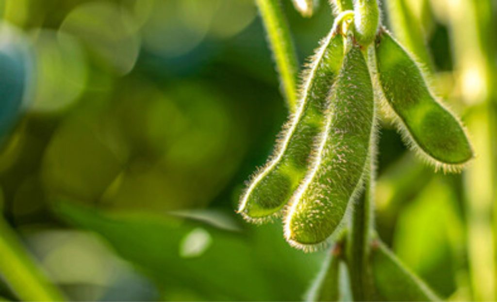 📊 Fazenda adota soja alto oleico, vê resultados em dias e aponta impacto potencial para toda a indústria.