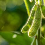 📊 Fazenda adota soja alto oleico, vê resultados em dias e aponta impacto potencial para toda a indústria.