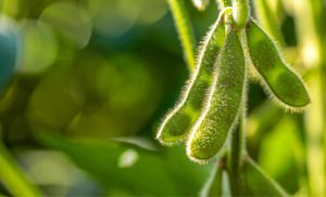 📊 Fazenda adota soja alto oleico, vê resultados em dias e aponta impacto potencial para toda a indústria.