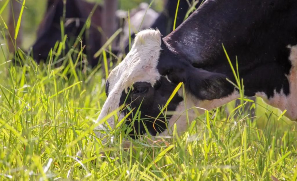 Depois de perder até 43% em 2025, o preço do leite em MS pode ganhar fôlego com novas medidas setoriais 🔄