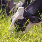 Depois de perder até 43% em 2025, o preço do leite em MS pode ganhar fôlego com novas medidas setoriais 🔄